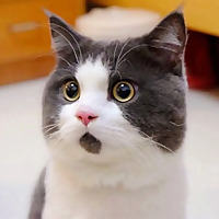 猫猫脱口秀