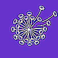 The Aunties Dandelion