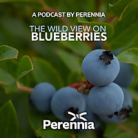 The Wild View on Blueberries