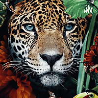 amazônia