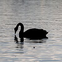 BlackSwan Trading Podcast