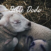 Bible Dodo?