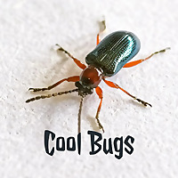 Cool Bugs