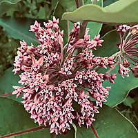 Le français, moi j'adore