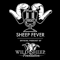 Sheep Fever
