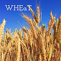 WHEaT - Where Heaven and Earth are Touching