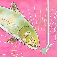 The Bull Trout Show