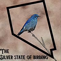 The Silver State of Birding