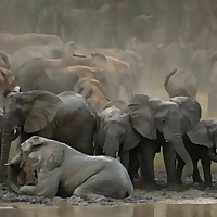 كلمات الحياة' ، 'أخبار سارة' ، 'أغاني الإنجيل' - اللغات الرئيسية المنطو