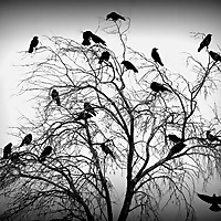 Hearth, Home and Homicide