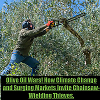 Olive Oil Wars! How Climate Change and Surging Markets Invite Chainsaw-Wielding Thieves.  Olive Oil