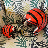 Jungle Junior
