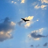 Blood clotting mechanism