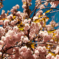 Audio Para Sorteio Cesta Dia Das Mães