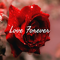 Love Forever ❣️