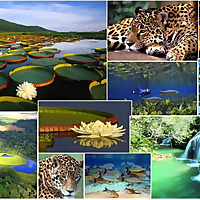 Conhecendo o Pantanal