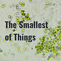 The Smallest of Things