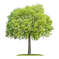 The Lote Tree: Islamic Spiritual Traditions