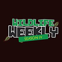 Wildlife Weekly