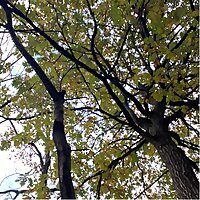 Beyond The Fig Tree