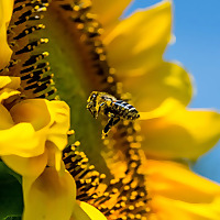 Le monde merveilleux des abeilles - radioomega.fr