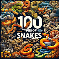 100 Types of Snakes