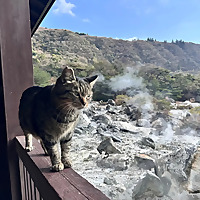 音泉〜湯けむりチルタイム〜