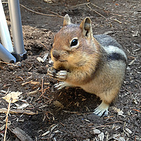 College Basketball Squirrels