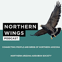 Northern Wings   Connecting People and Birds of Northern Arizona