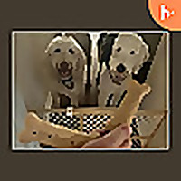 Paws & Whiskers: Your Pet's Second Best Friend
