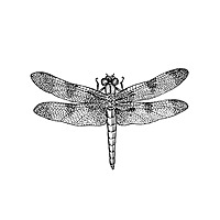 Catch the Dragonfly
