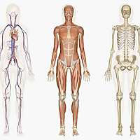 Pathophysiology - Bio 315