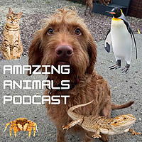 Amazing Animals Podcast