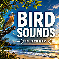 Bird Sounds in Stereo: Immersive Birdsong and Nature Ambience for Sleep, Relaxation, Meditation, and