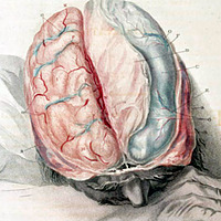 Fascists and Fasciae: Dissecting Medical History